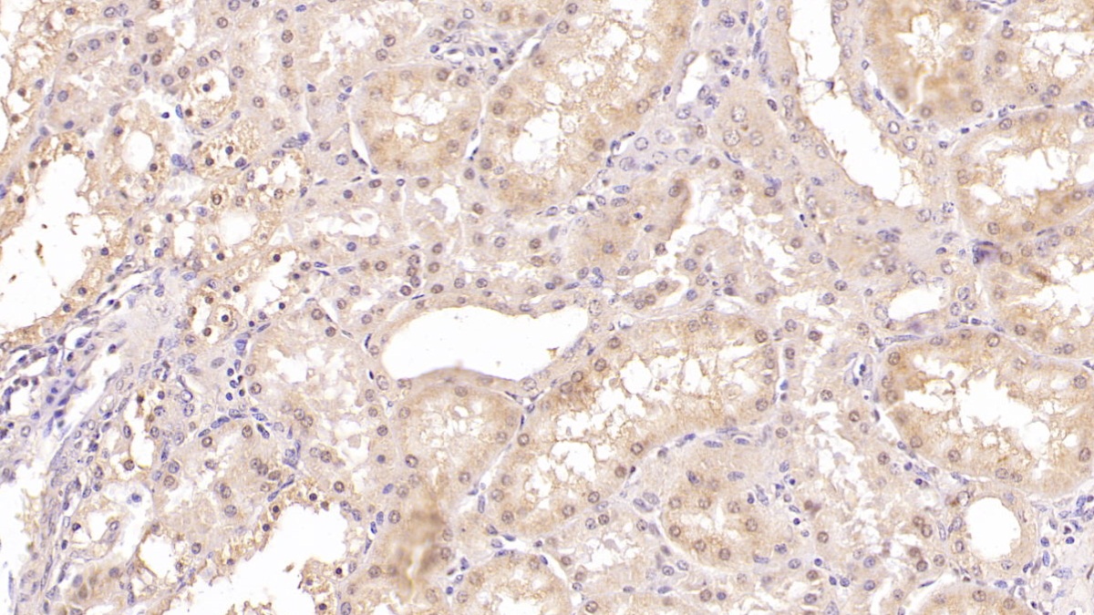 Monoclonal Antibody to Na-Cl Cotransporter (NCCT)