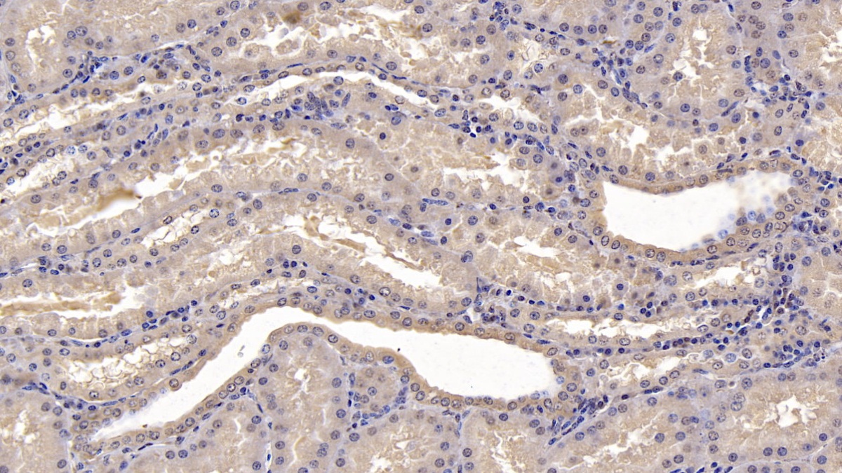 Monoclonal Antibody to Na-Cl Cotransporter (NCCT)