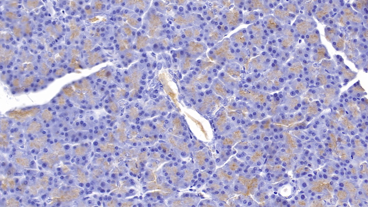 Monoclonal Antibody to Glycoprotein 2, Zymogen Granule Membrane (GP2)