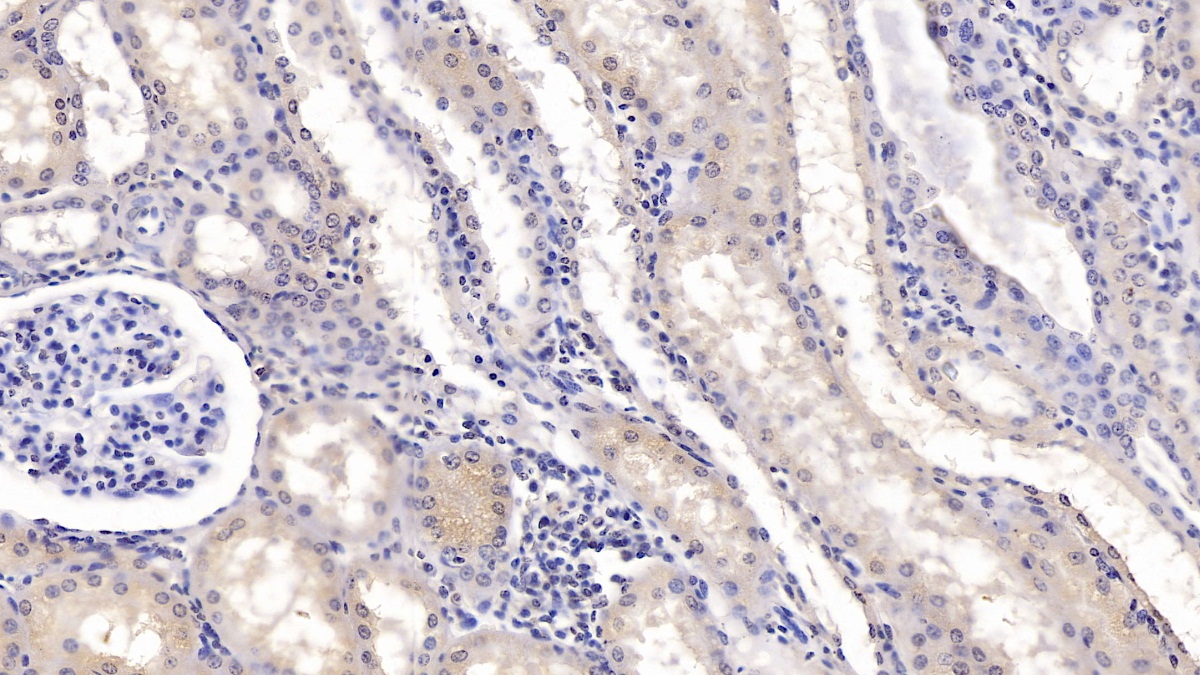 Monoclonal Antibody to Karyopherin Alpha 2 (KPNa2)