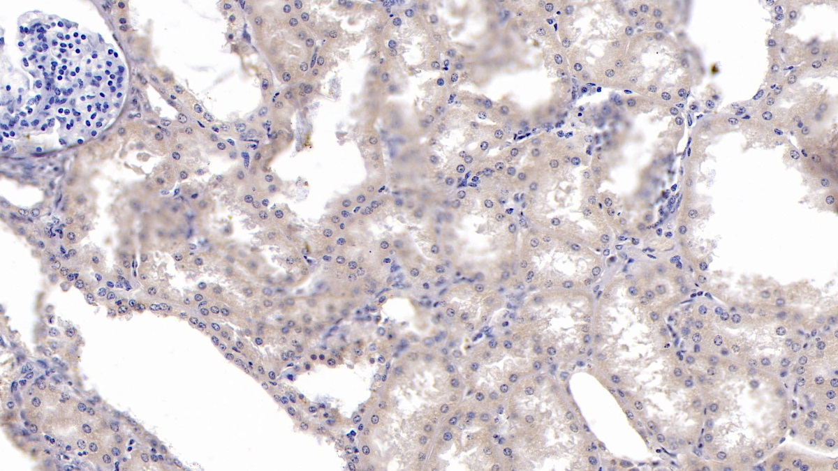 Monoclonal Antibody to Karyopherin Alpha 2 (KPNa2)