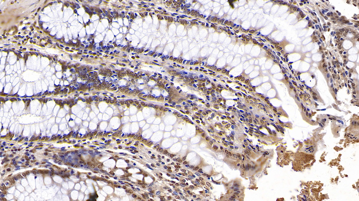 Monoclonal Antibody to Karyopherin Alpha 2 (KPNa2)