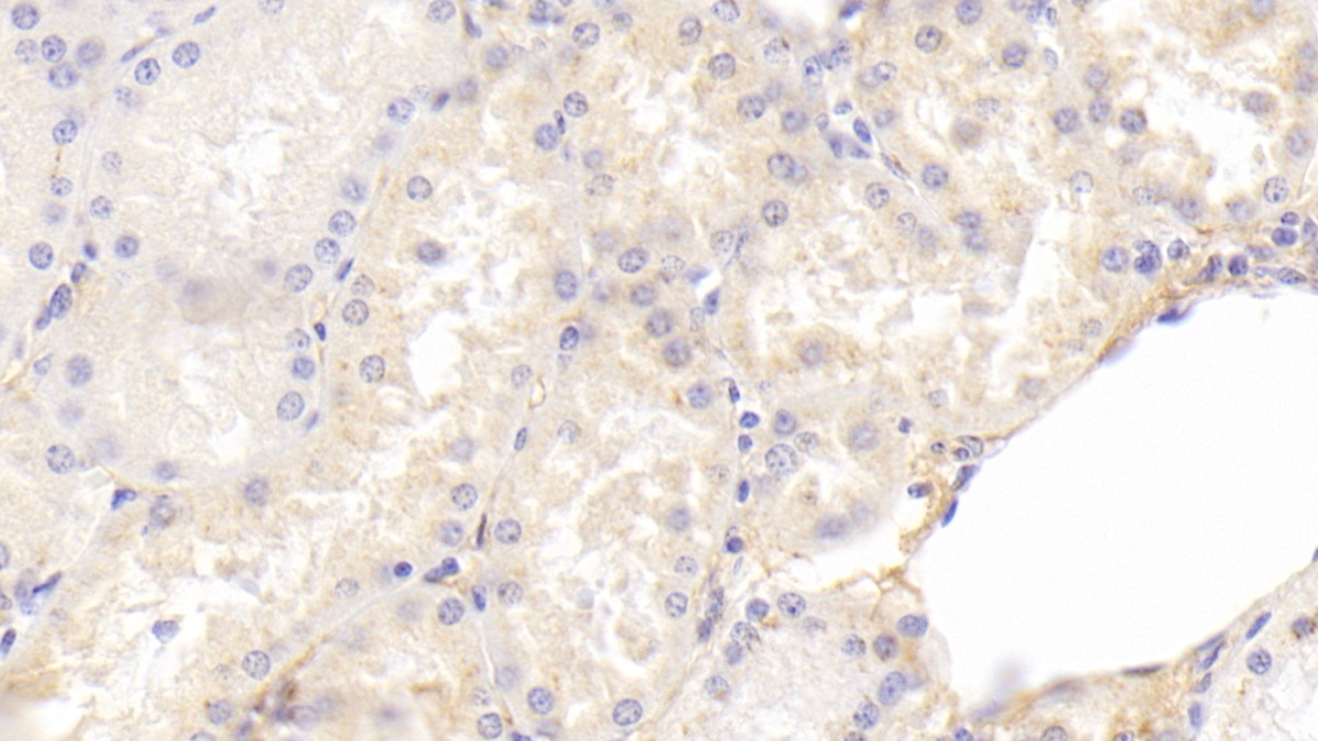 Monoclonal Antibody to Annexin A4 (ANXA4)