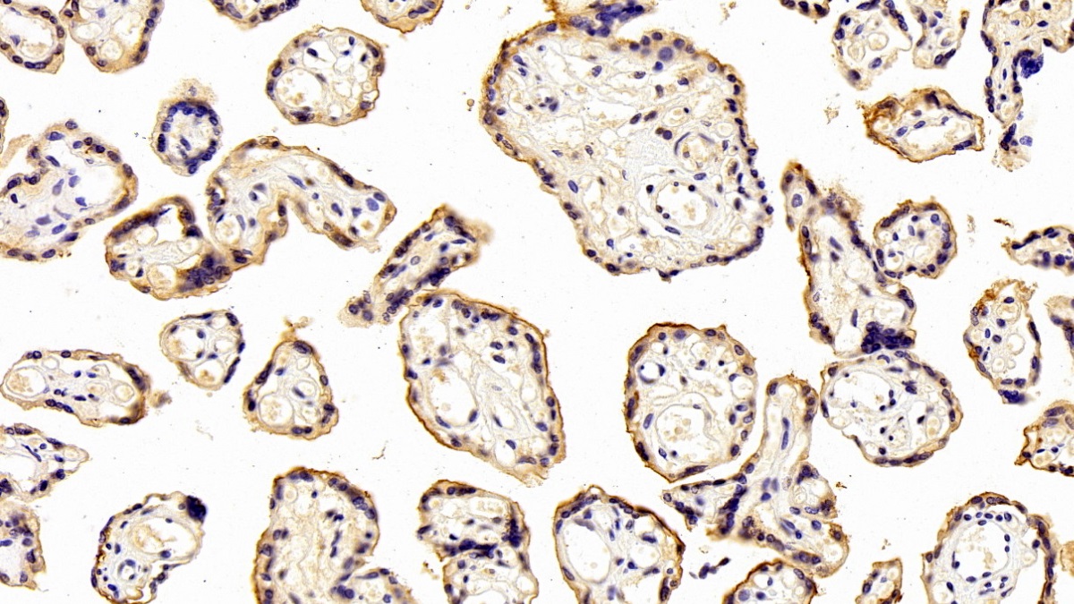 Monoclonal Antibody to Annexin A4 (ANXA4)