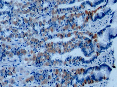 Monoclonal Antibody to Annexin A1 (ANXA1)