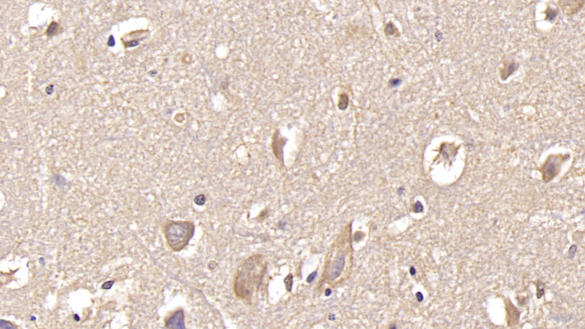 Monoclonal Antibody to Glutamate Receptor, Ionotropic, AMPA 2 (GRIA2)