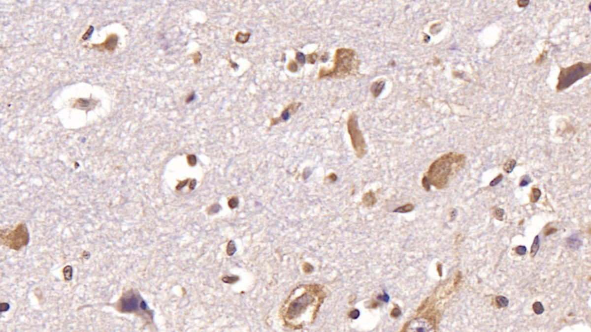 Monoclonal Antibody to Glutamate Receptor, Ionotropic, AMPA 2 (GRIA2)