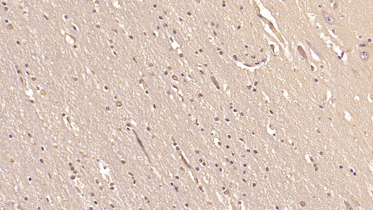 Monoclonal Antibody to Glutamate Receptor, Ionotropic, AMPA 2 (GRIA2)