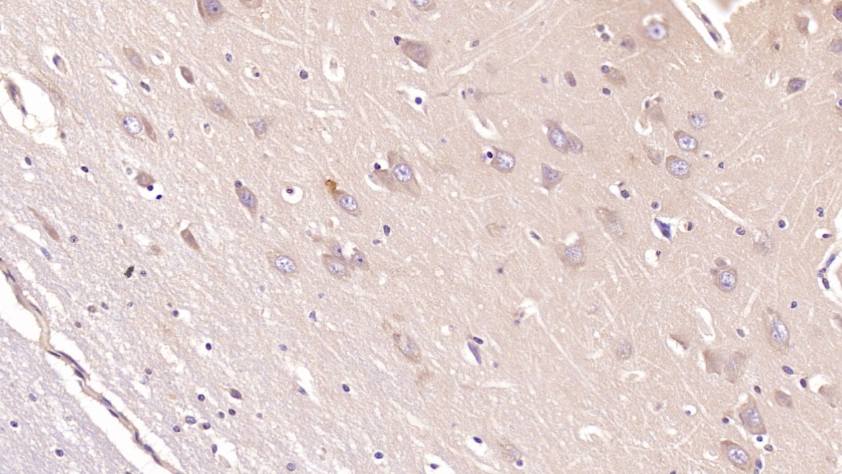 Monoclonal Antibody to Glutamate Receptor, Ionotropic, AMPA 2 (GRIA2)