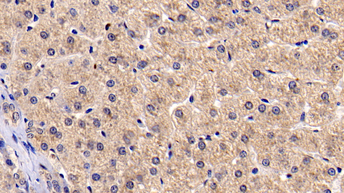 Monoclonal Antibody to Brain Specific Angiogenesis Inhibitor 3 (BAI3)