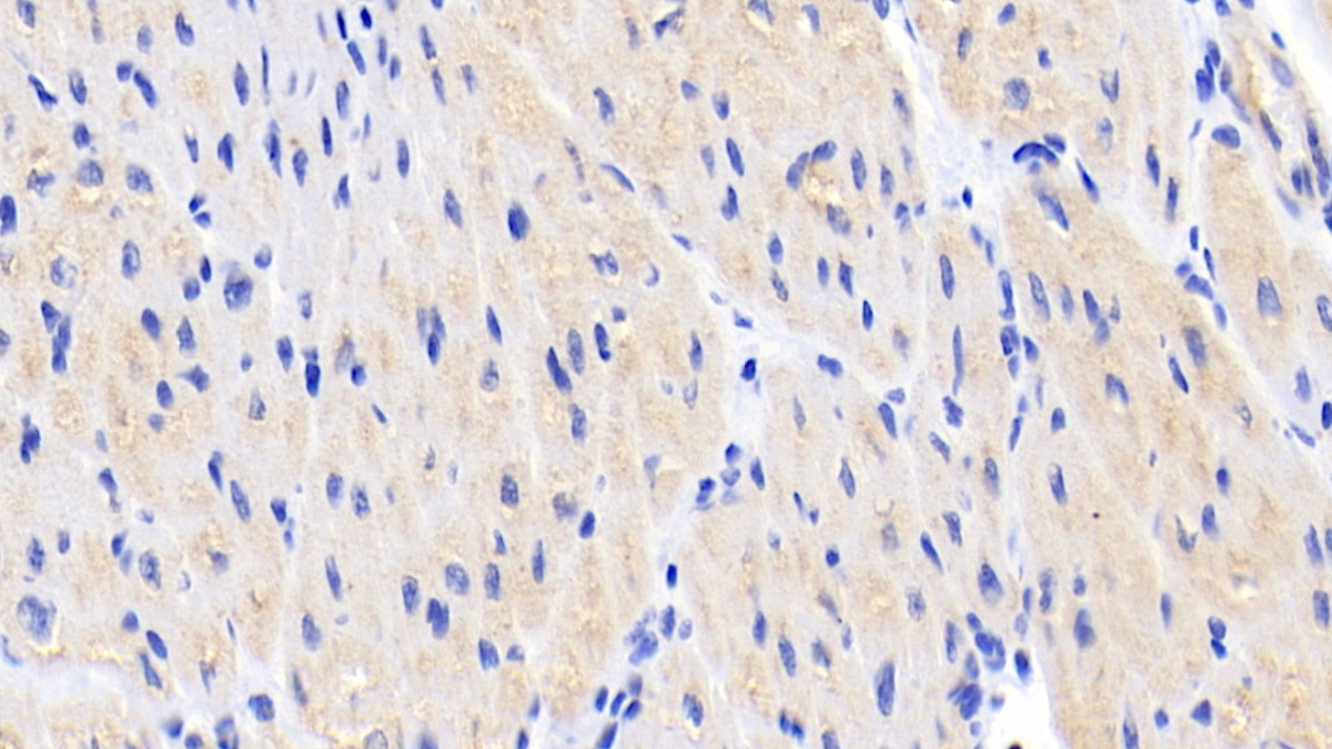 Monoclonal Antibody to Brain Specific Angiogenesis Inhibitor 3 (BAI3)