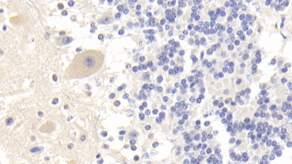 Monoclonal Antibody to Brain Specific Angiogenesis Inhibitor 3 (BAI3)