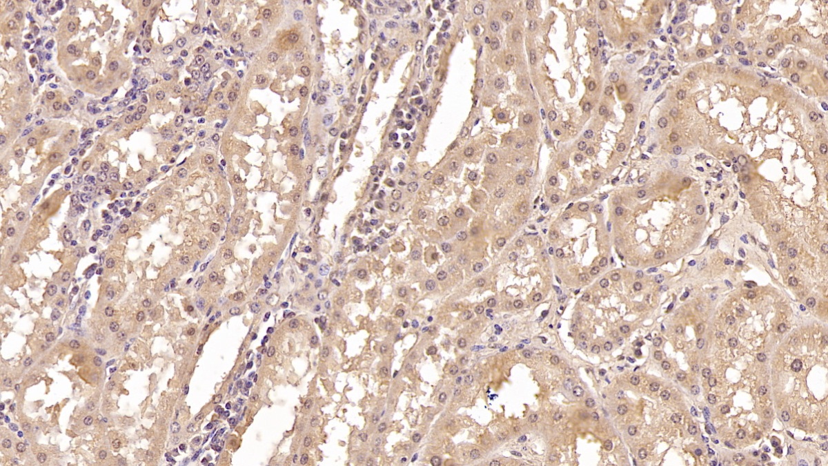 Monoclonal Antibody to Crystallin Lambda 1 (CRYl1)