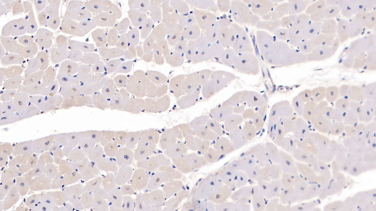 Monoclonal Antibody to Secreted Frizzled Related Protein 1 (SFRP1)