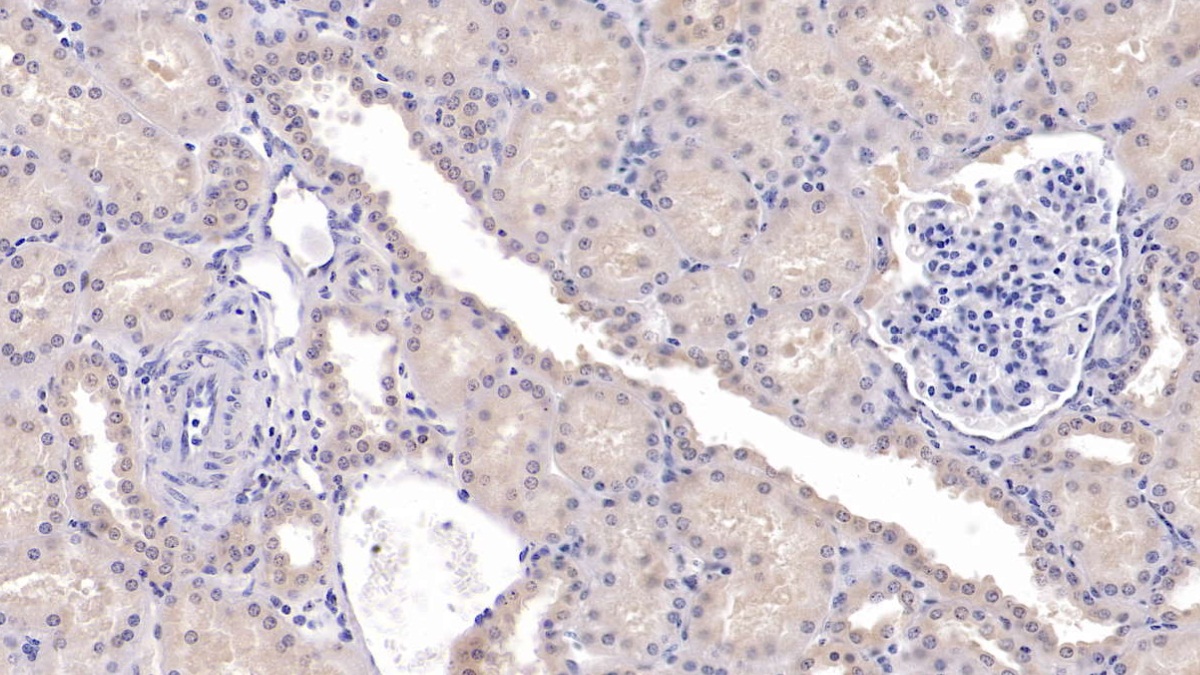 Monoclonal Antibody to Secreted Frizzled Related Protein 1 (SFRP1)