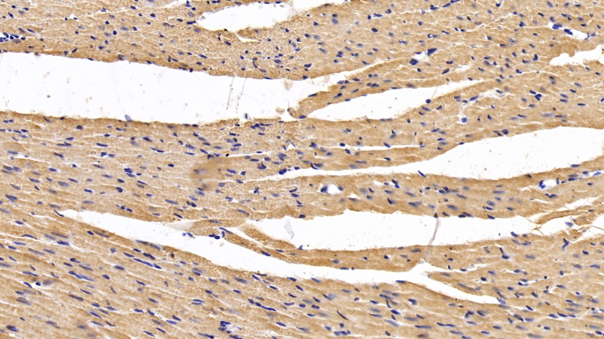 Monoclonal Antibody to Secreted Frizzled Related Protein 1 (SFRP1)