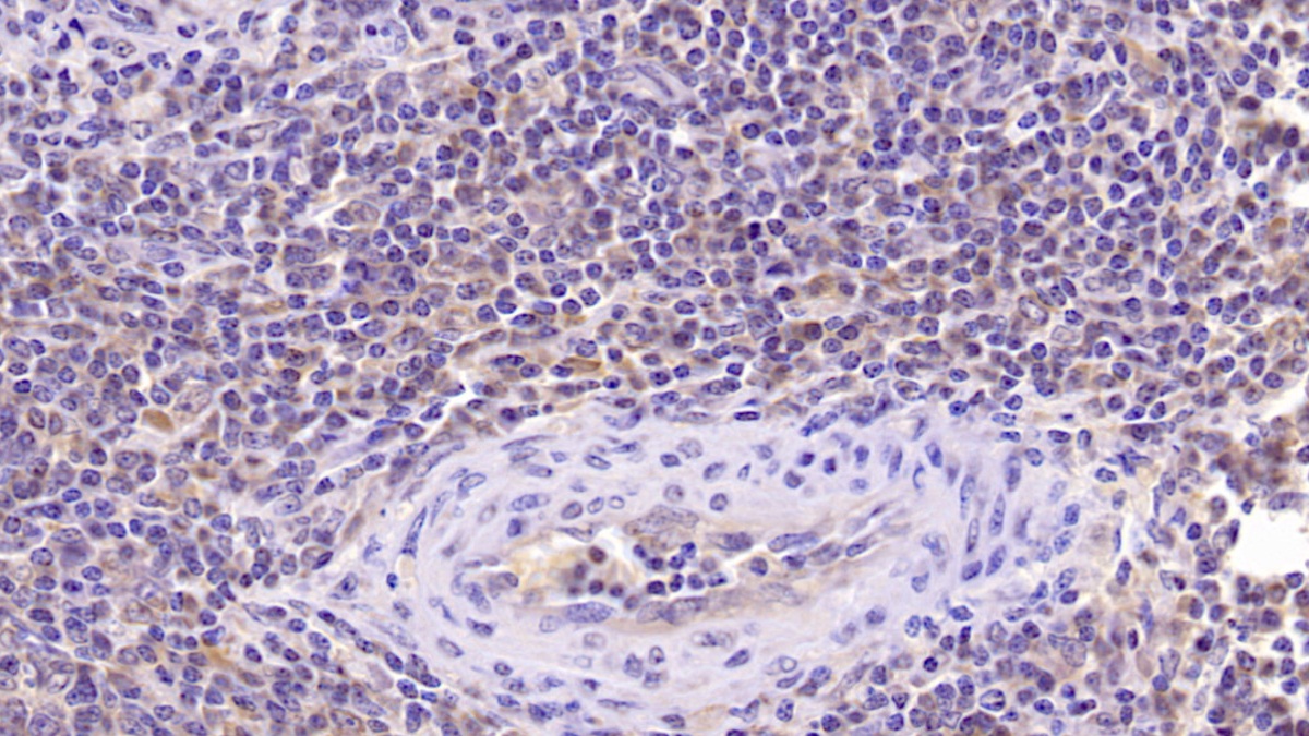 Monoclonal Antibody to Cerebral Dopamine Neurotrophic Factor (CDNF)