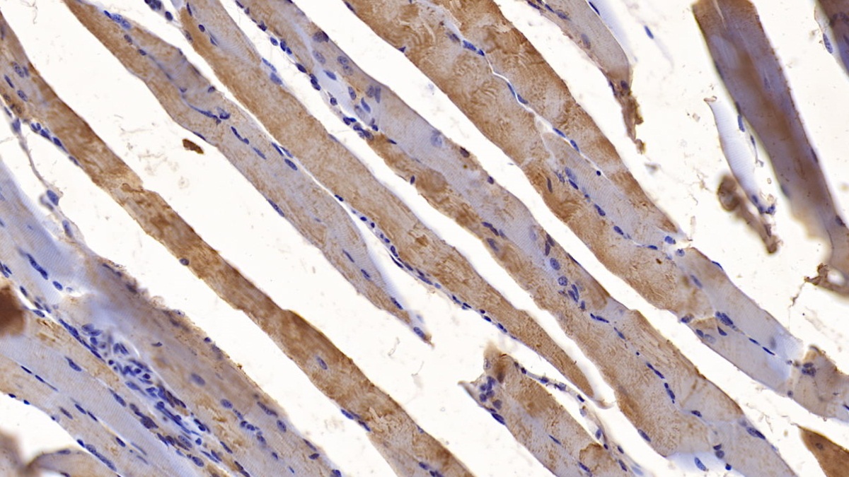 Monoclonal Antibody to Cerebral Dopamine Neurotrophic Factor (CDNF)