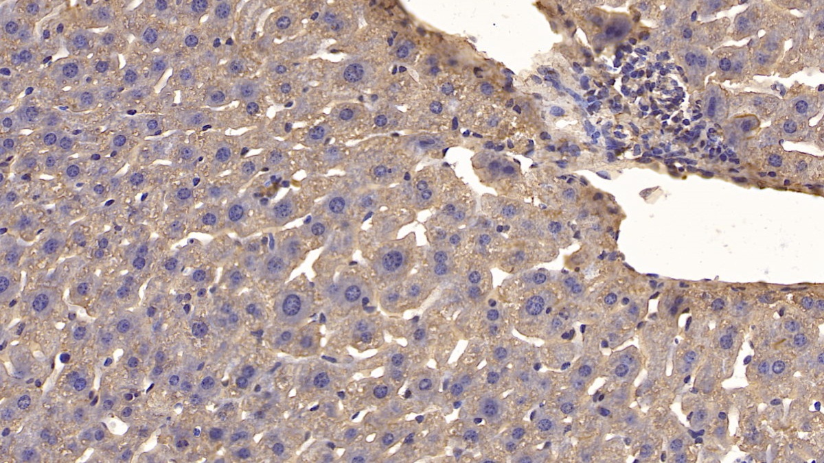 Monoclonal Antibody to Cerebral Dopamine Neurotrophic Factor (CDNF)