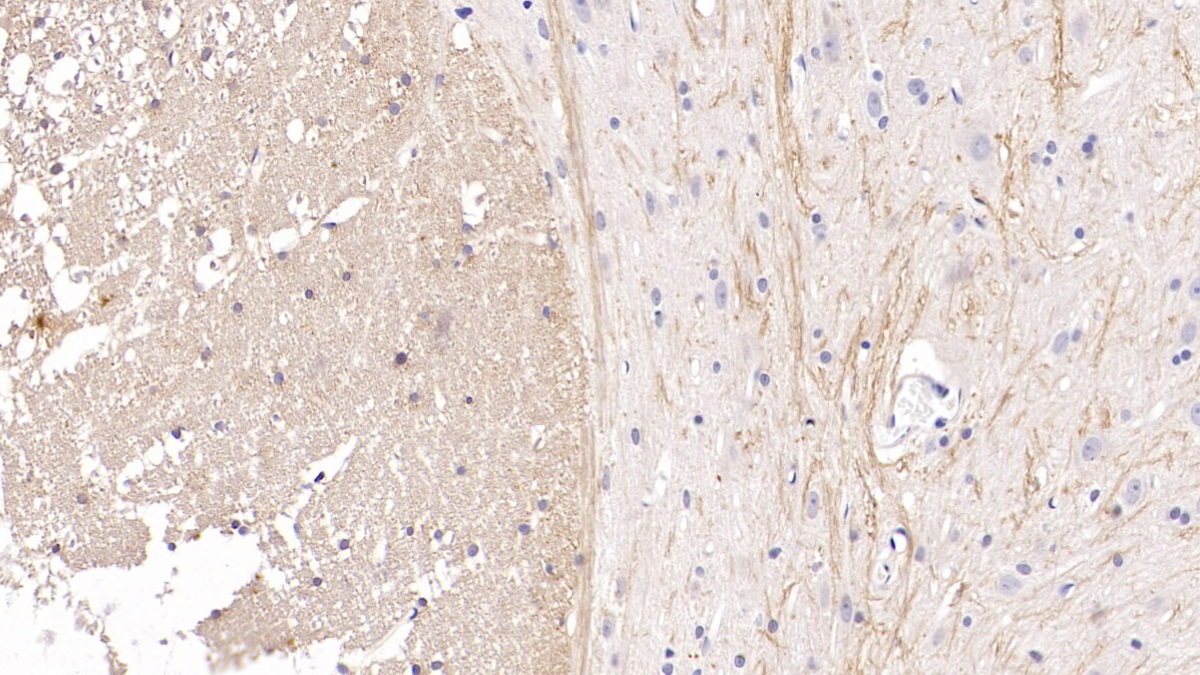 Monoclonal Antibody to Cerebral Dopamine Neurotrophic Factor (CDNF)