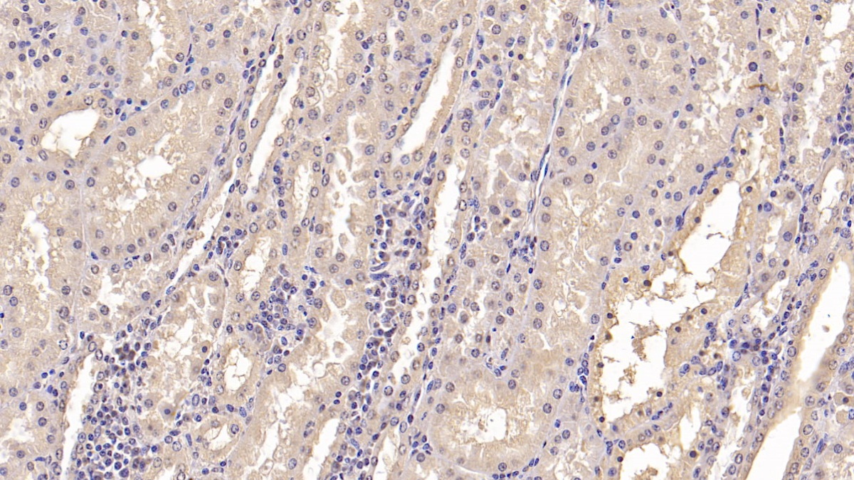 Monoclonal Antibody to Interferon Alpha 21 (IFNa21)