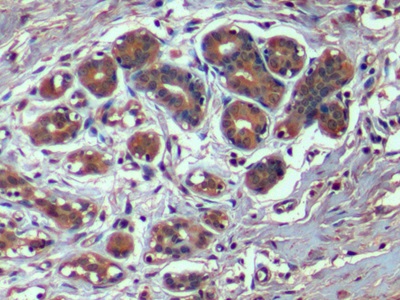 Monoclonal Antibody to Hepatitis A Virus Cellular Receptor 2 (HAVCR2)