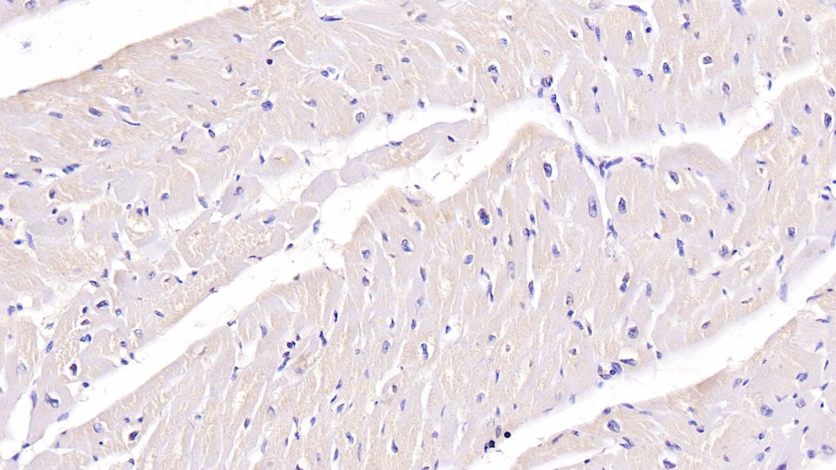 Monoclonal Antibody to Follistatin Like Protein 1 (FSTL1)