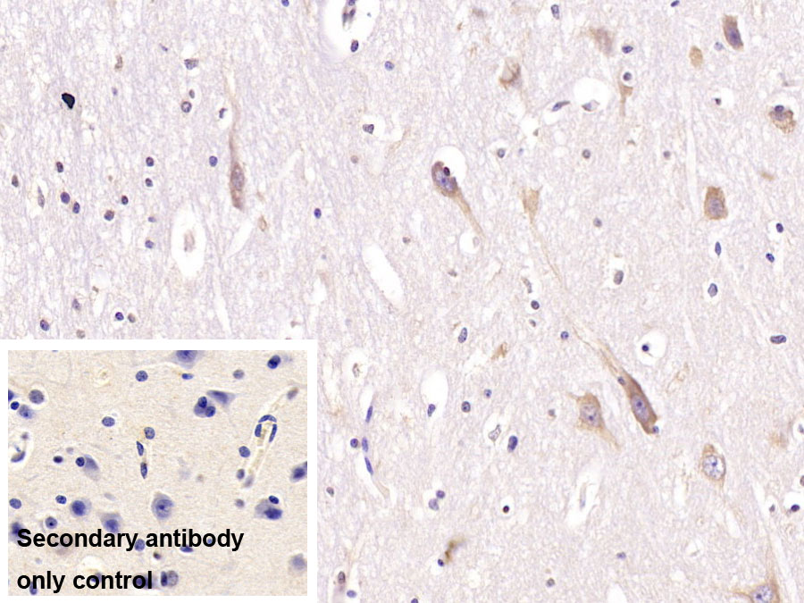 Monoclonal Antibody to Follistatin Like Protein 1 (FSTL1)