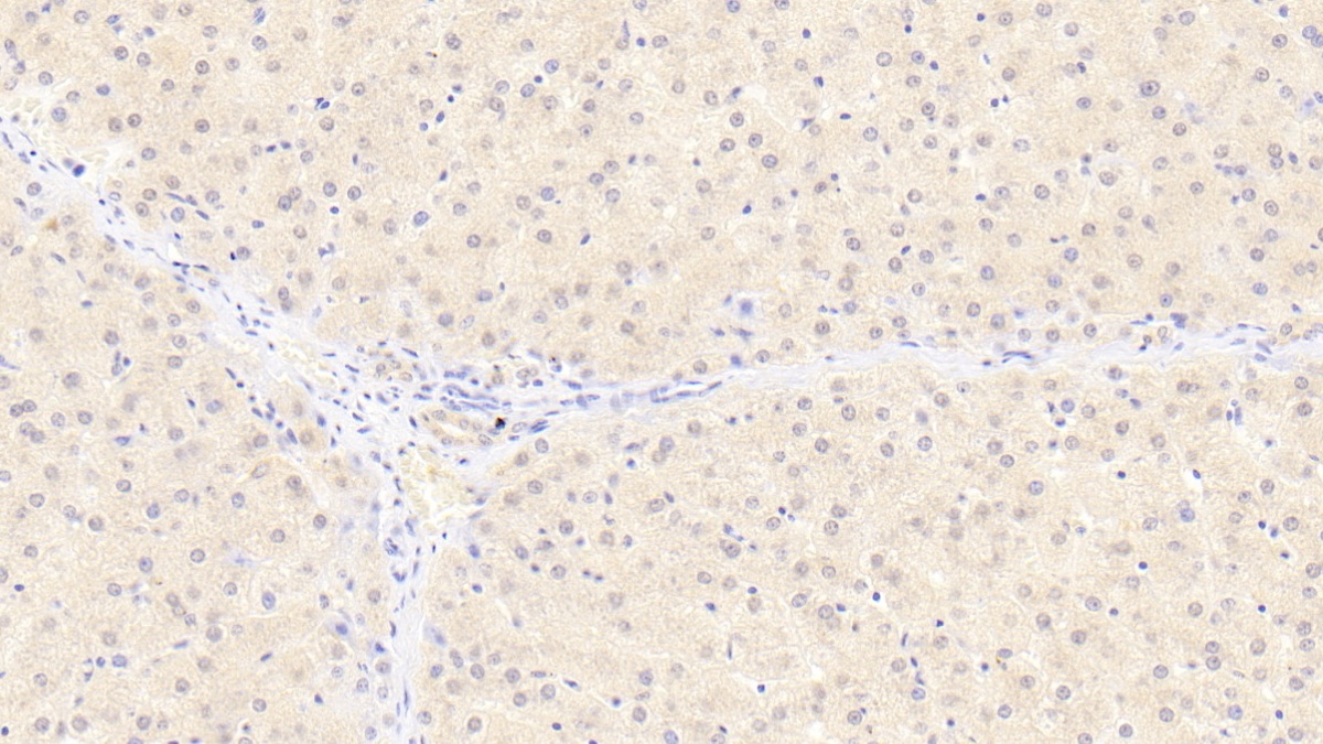 Monoclonal Antibody to Fission 1 (FIS1)