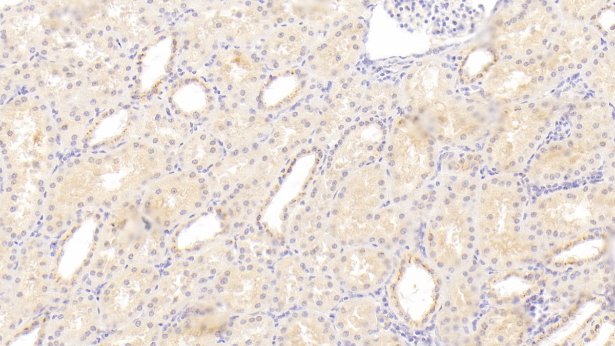 Monoclonal Antibody to C1q And Tumor Necrosis Factor Related Protein 1 (C1QTNF1)