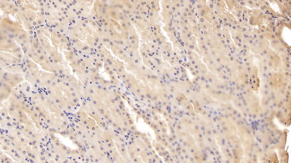 Monoclonal Antibody to A Disintegrin And Metalloproteinase With Thrombospondin 9 (ADAMTS9)