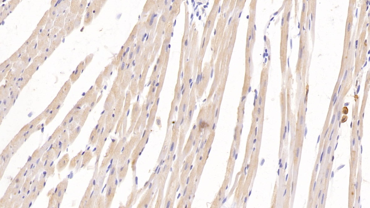 Monoclonal Antibody to T-Kininogen 1 (KNT1)