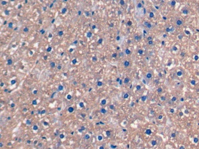 Monoclonal Antibody to Fibroblast Growth Factor 15 (FGF15)