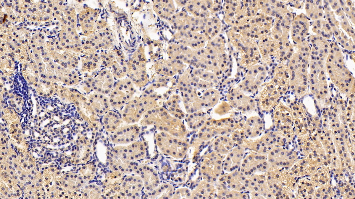 Monoclonal Antibody to Chaperonin Containing TCP1, Subunit 2 (CCT2)