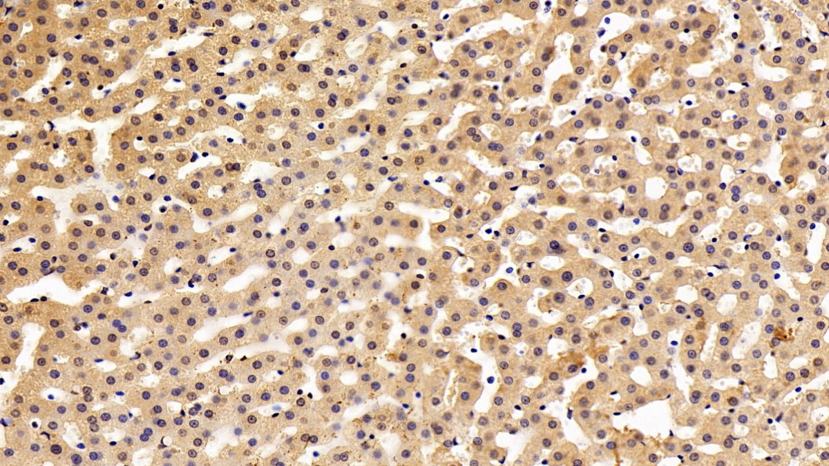 Monoclonal Antibody to Myxovirus Resistance 1 (MX1)