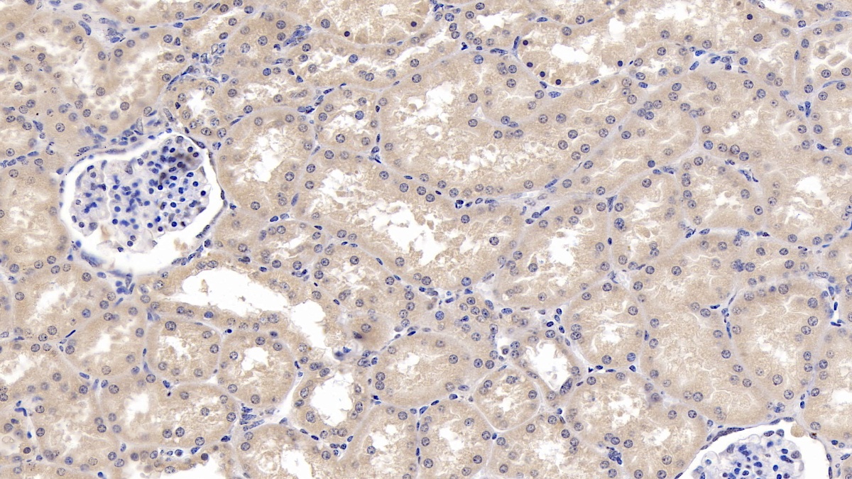 Monoclonal Antibody to Wingless Type MMTV Integration Site Family, Member 4 (WNT4)