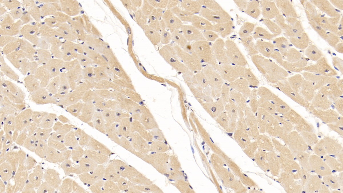 Monoclonal Antibody to Wingless Type MMTV Integration Site Family, Member 4 (WNT4)