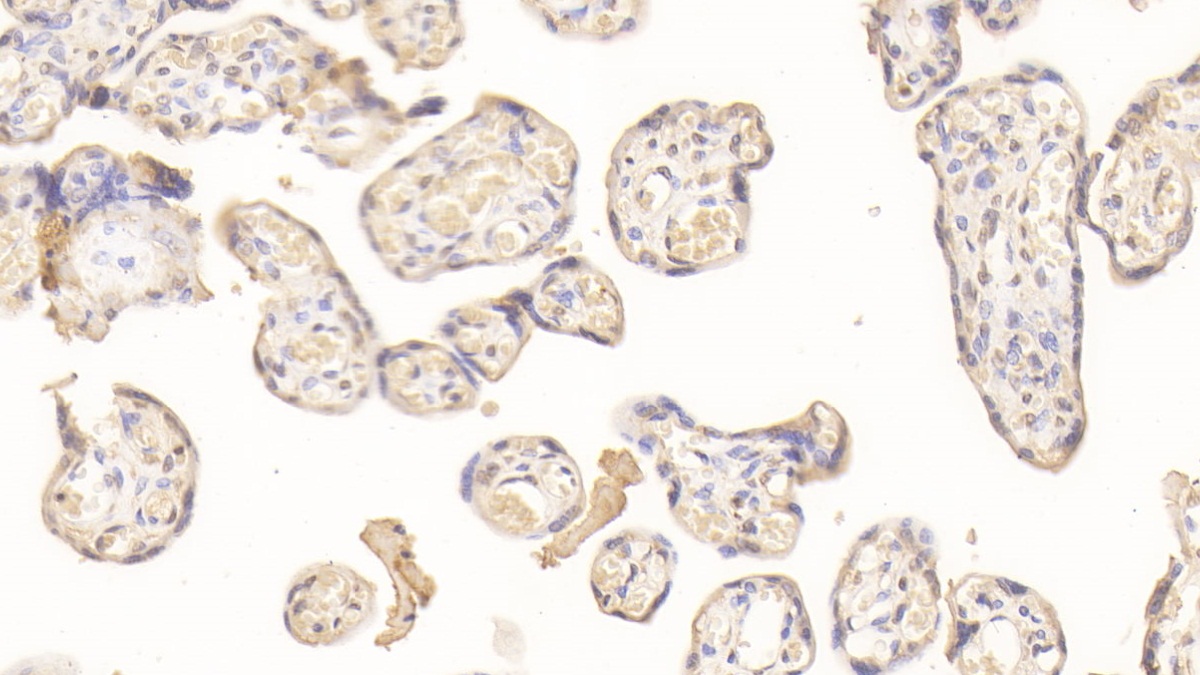 Monoclonal Antibody to Wingless Type MMTV Integration Site Family, Member 3A (WNT3A)