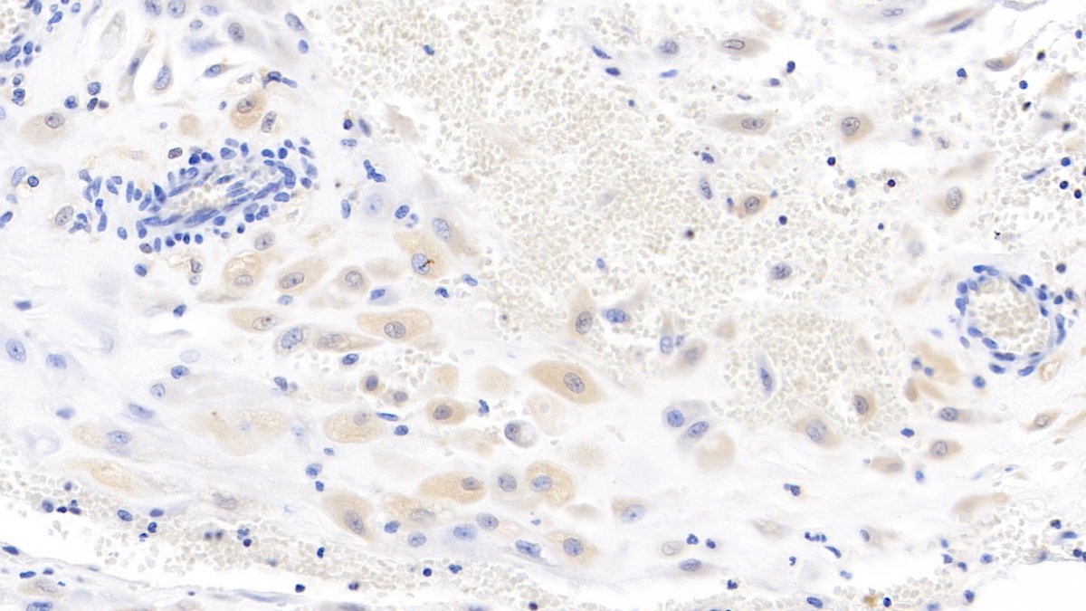 Monoclonal Antibody to Wingless Type MMTV Integration Site Family, Member 3A (WNT3A)