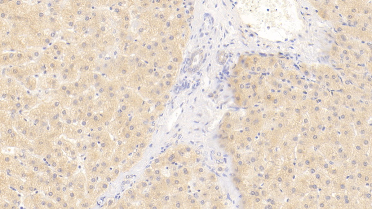 Monoclonal Antibody to Wingless Type MMTV Integration Site Family, Member 11 (WNT11)