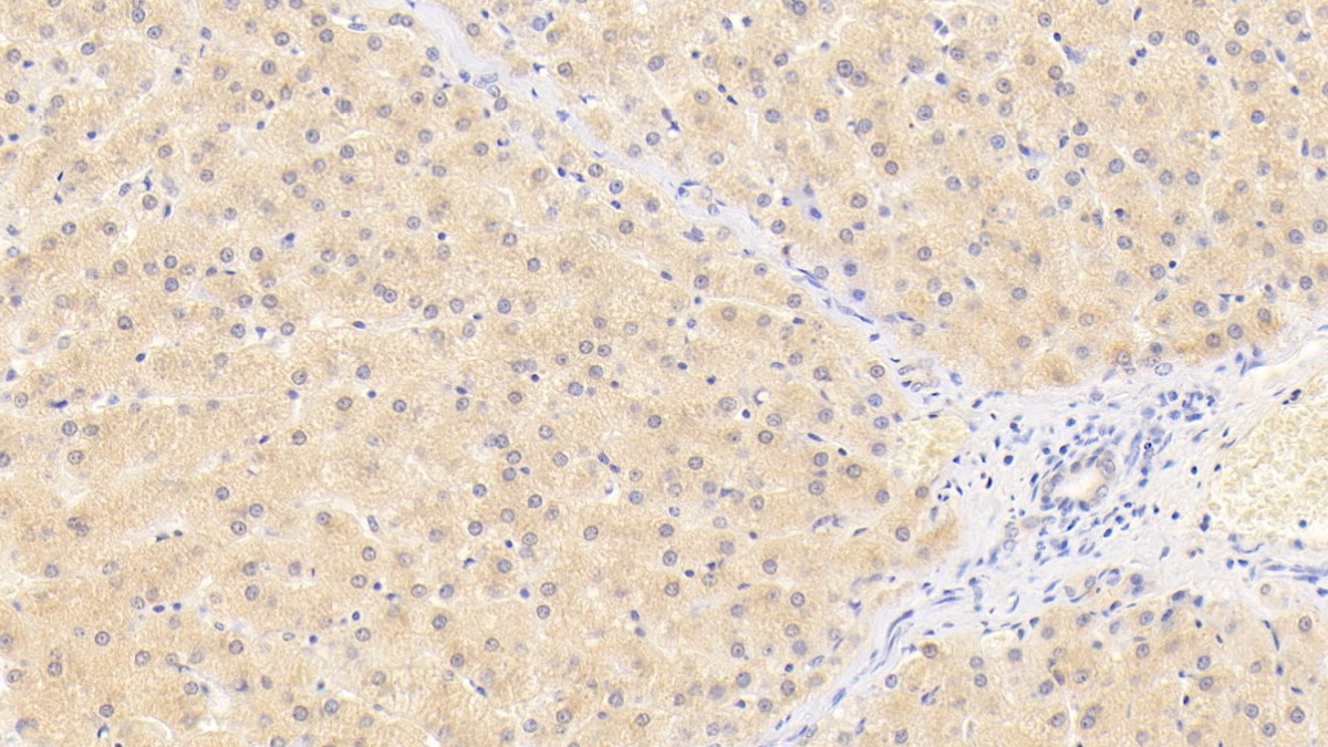 Monoclonal Antibody to Wingless Type MMTV Integration Site Family, Member 11 (WNT11)