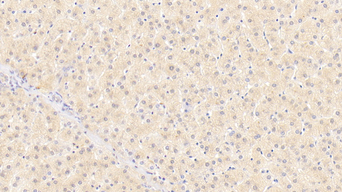 Monoclonal Antibody to Wingless Type MMTV Integration Site Family, Member 11 (WNT11)