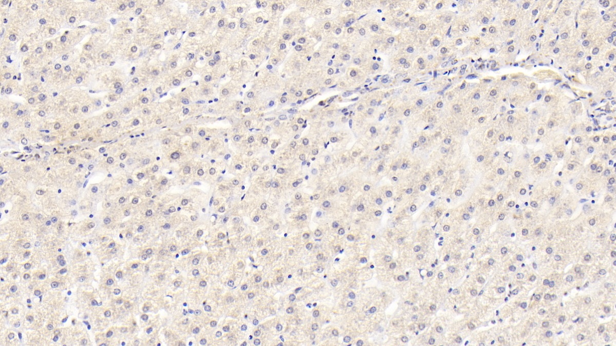 Monoclonal Antibody to Wingless Type MMTV Integration Site Family, Member 11 (WNT11)