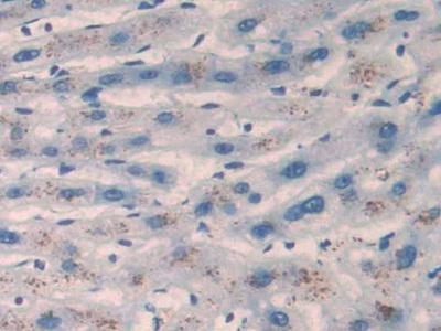 Monoclonal Antibody to Angiotensin 1-7 (Ang1-7)