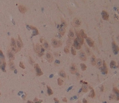 Polyclonal Antibody to Amphiregulin (AREG)