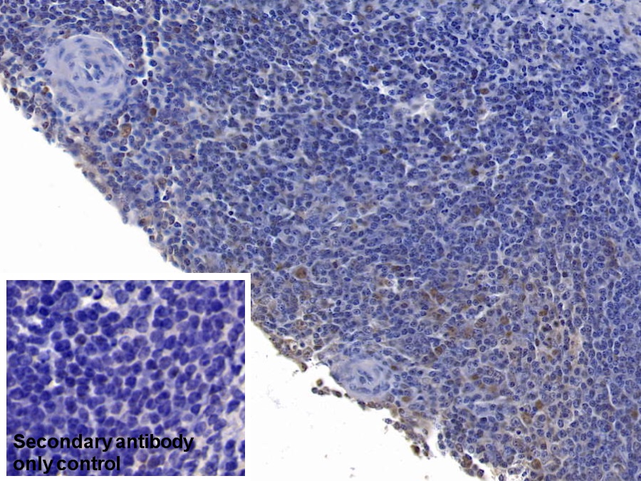 Polyclonal Antibody to Factor Related Apoptosis Ligand (FASL)