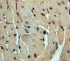 Polyclonal Antibody to Fibroblast Growth Factor 4 (FGF4)