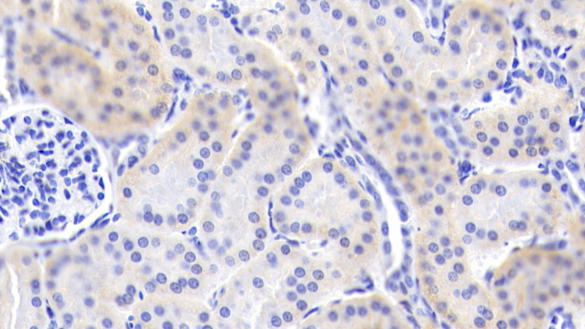 Polyclonal Antibody to Fibroblast Growth Factor 9 (FGF9)