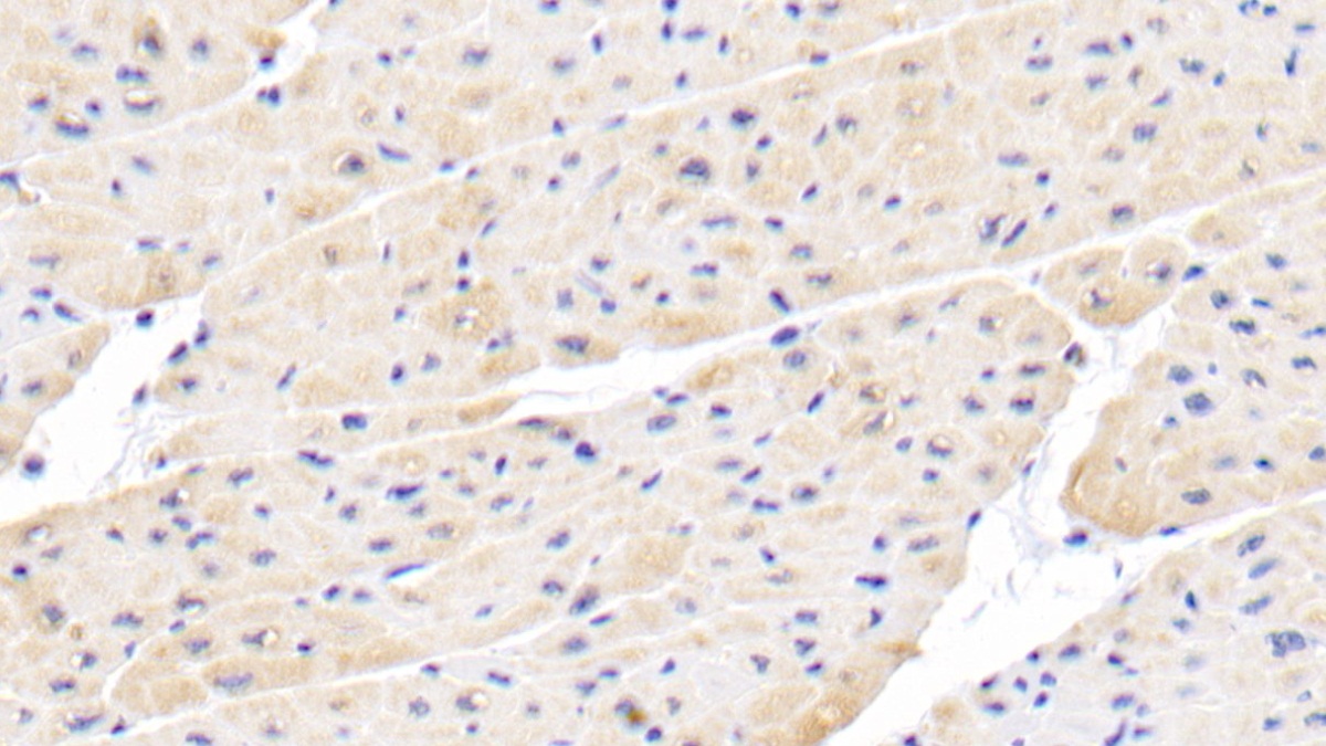 Polyclonal Antibody to Interleukin 18 (IL18)