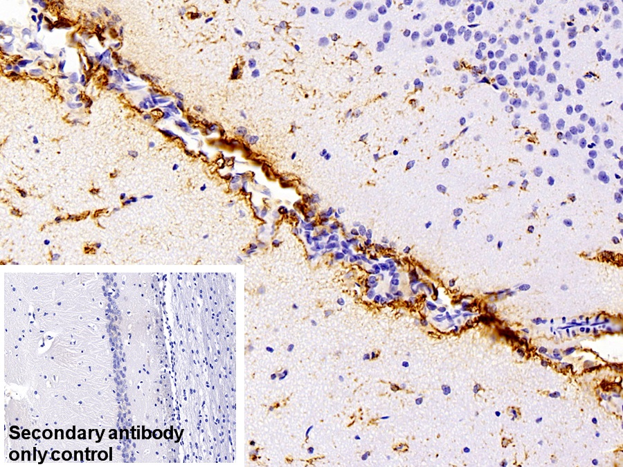 Polyclonal Antibody to Glial Fibrillary Acidic Protein (GFAP)